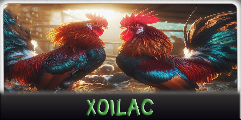 Kỹ thuật cá cược trong đá gà Xoilac 