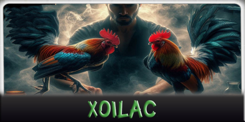 Tương lai của đá gà Xoilac